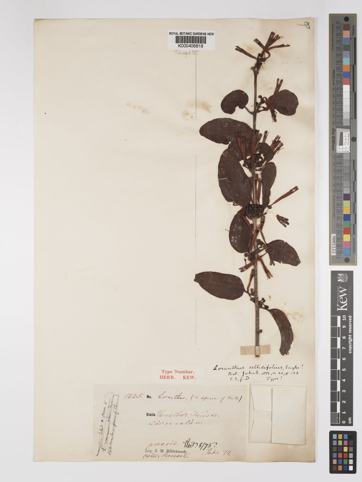 Kew Gardens K000406818:  Hildebrandt, J.M. [1225] Tanzania