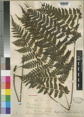 Kew Gardens K000351100:  Bates, G.L. [217] Cameroon