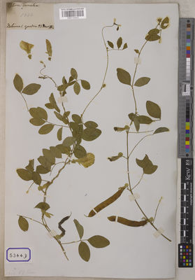 Kew Gardens K001120623:  s.coll. [Cat. no. 5344]