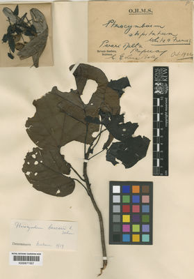 Kew Gardens K000671557:  Lane-Poole, C.E. [s.n.] Papua New Guinea