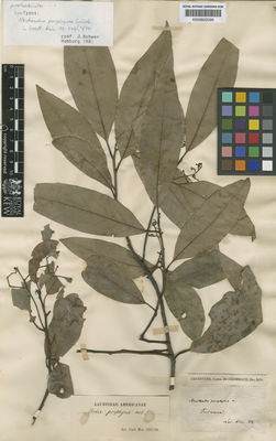 Kew Gardens K000602090:  [Lorentz] [s.n.] Argentina