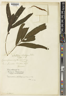 Kew Gardens K000647284:  Beccari, O. [s.n.] Indonesia