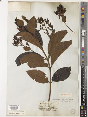 Kew Gardens K001436583:  s.coll. [3173] Colombia