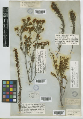 Kew Gardens K000791550:  s.coll. [135] Australia