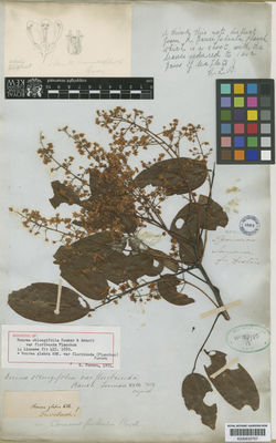 Kew Gardens K000633707:  Distin [s.n.] Jamaica