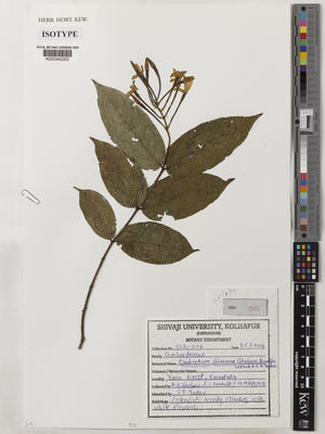 Kew Gardens K000342302:  Gholave, A.R.; Kambale, S.S.; Lekhak, M.M. [SSK 206] India
