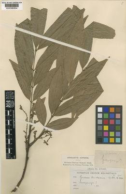 Kew Gardens K000380634:  André, E.F. [s.n.] Colombia