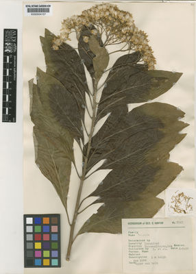 Kew Gardens K000504157:  Hinton, G.B. [8967] Mexico