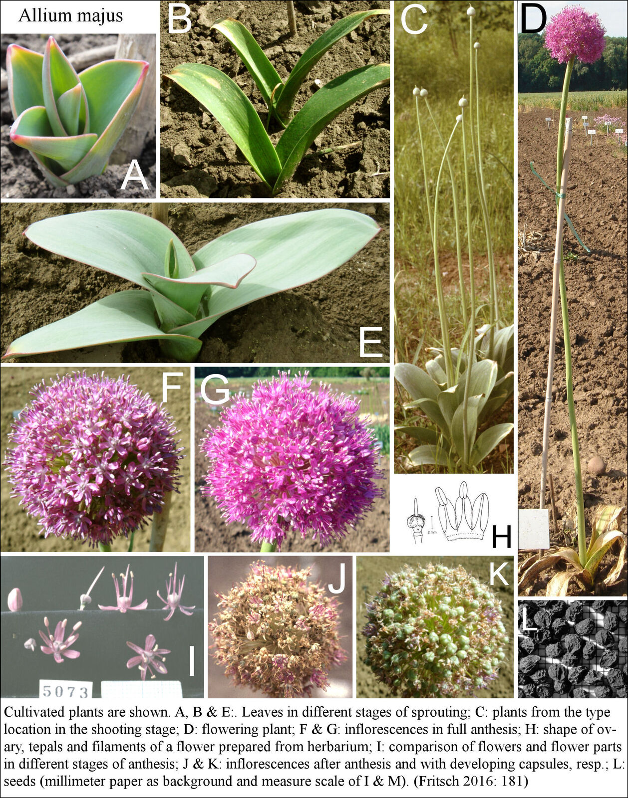 Allium majus