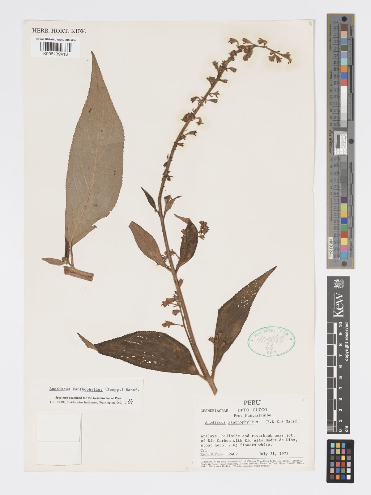 Gloxinia xanthophylla