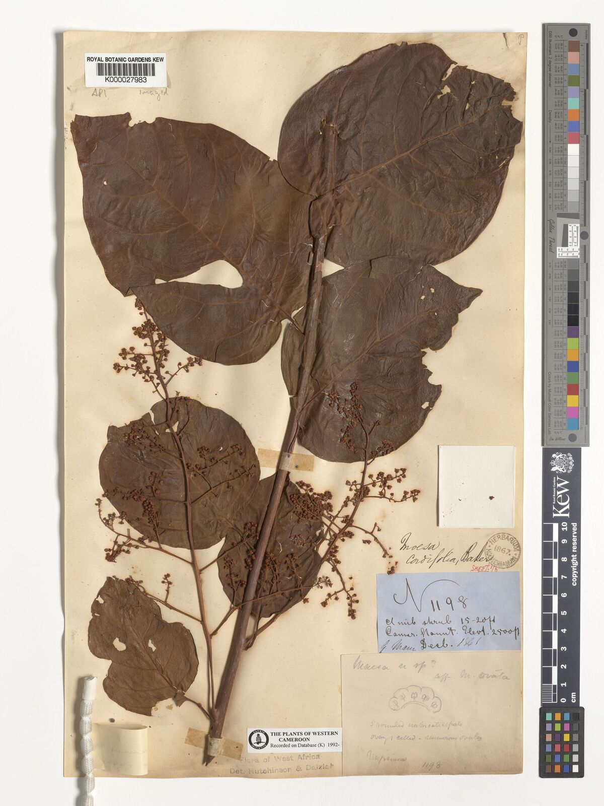 Kew Gardens K000027983:  Mann G. [1198] Cameroon