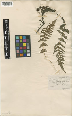 Kew Gardens K000951391:  Levinge, H.C. [27106] India