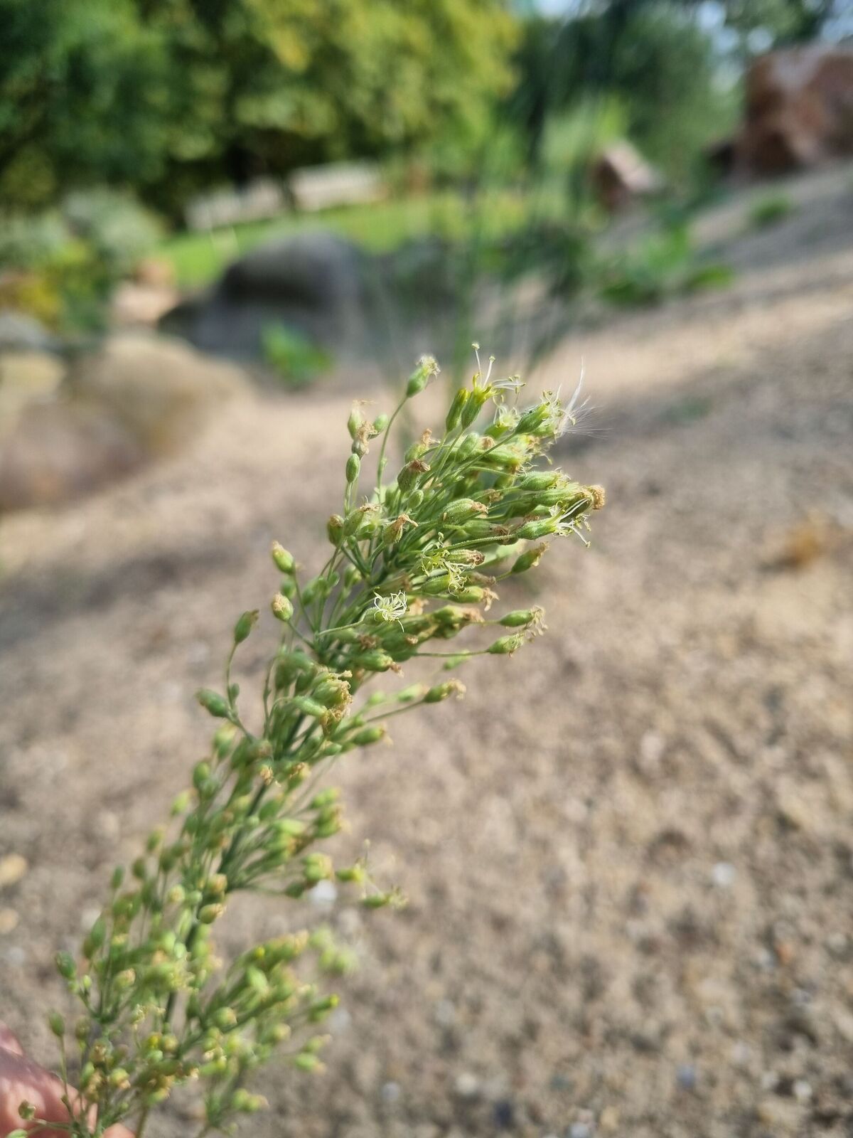 Silene hellmannii Claus | Plants of the World Online | Kew Science