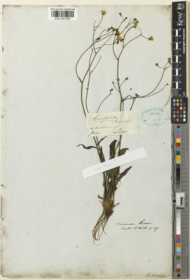 Kew Gardens K001097462:  Hartweg, K.T. [s.n.] Ecuador