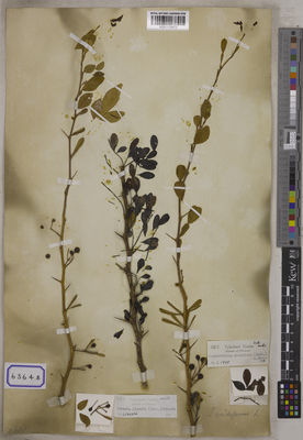 Kew Gardens K001123672:  s.coll. [Cat. no. 6364]