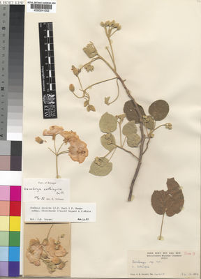 Kew Gardens K000241002:  Gillett, J., B. [14458] Ethiopia