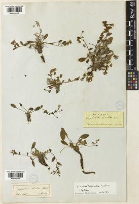 Kew Gardens K000998408:  Boissier, P.E. [s.n.] Turkey