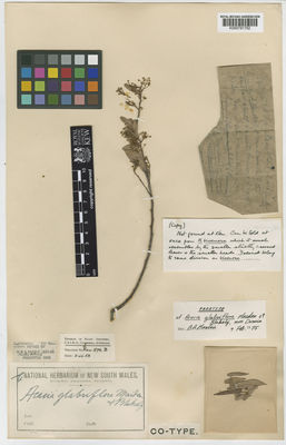 Kew Gardens K000791752:  Bynoe [s.n.] Australia