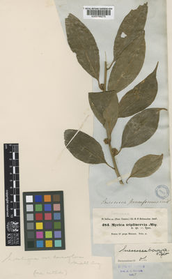 Kew Gardens K000768275:  Hohenacker, R.F. [484.] India