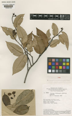 Kew Gardens K000221250:  Prance, G.T.; Silva, M.G.; Cisneros, L.A.; Mota, C.D.A. [28832] Brazil