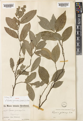 Kew Gardens K000797998:  Hollrung, M.U. [395] Papua New Guinea