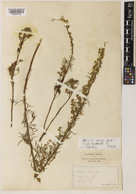 Kew Gardens K000891688:  Jordan, A. [s.n.] France