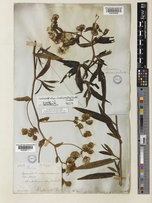 Kew Gardens K000959688:  Jameson, W. [s.n.] Ecuador