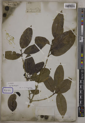 Kew Gardens K001125181:  Wallich, N. [Cat. no. 8299] Burma