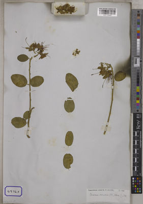 Kew Gardens K001126450:  s.coll. [Cat. no. 6976]