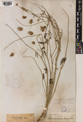 Kew Gardens K000998511:  Aucher-Eloy, P.M.R. [1064] Iran