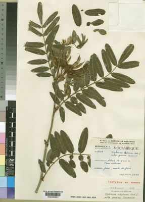 Kew Gardens K000262831:  Mendonca, F.A. [2163] Mozambique