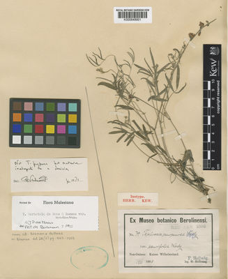 Kew Gardens K000848901:  Hellwig, F. [79] Papua New Guinea