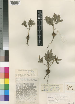 Kew Gardens K000419700:  Milne-Redhead, E.; Taylor, P. [8502] Tanzania