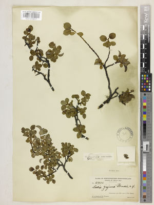 Kew Gardens K001079517:  Fernald, M., L.; Wiegand, K.M.; Hotchkiss, N. [27986] Canada