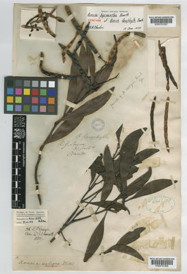 Kew Gardens K000791958:  Brown, R. [s.n.] Australia