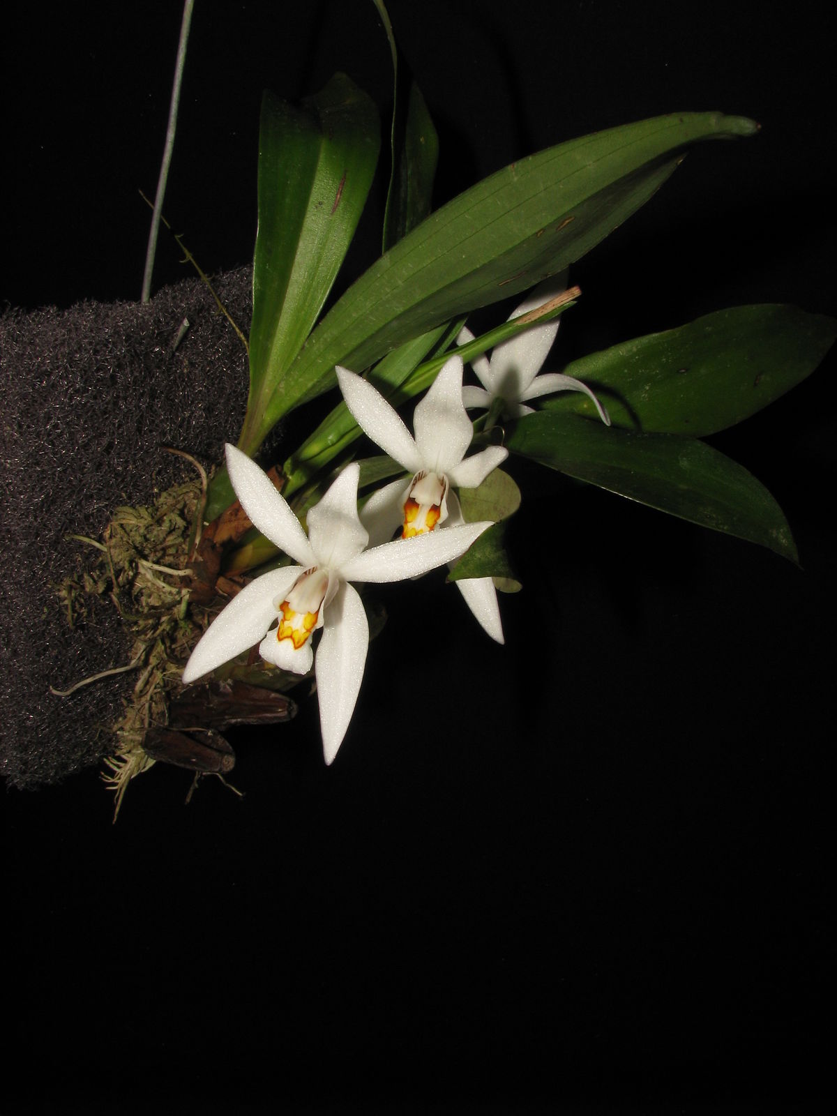 Coelogyne corymbosa Lindl. | Plants of the World Online | Kew Science
