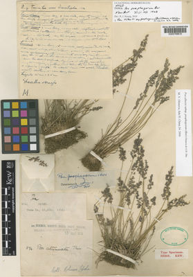 Kew Gardens K000789619:  Lepcha, R. [374] India