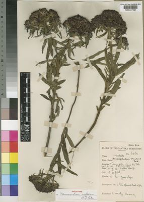 Kew Gardens K000347294:  Burtt, B.D. [6362] Tanzania