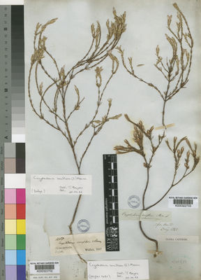 Kew Gardens K000322703:  Drege [s.n.] South Africa