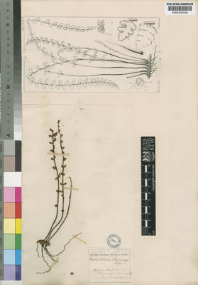 Kew Gardens K000435530:  Whitehead, H. [s.n.] South Africa