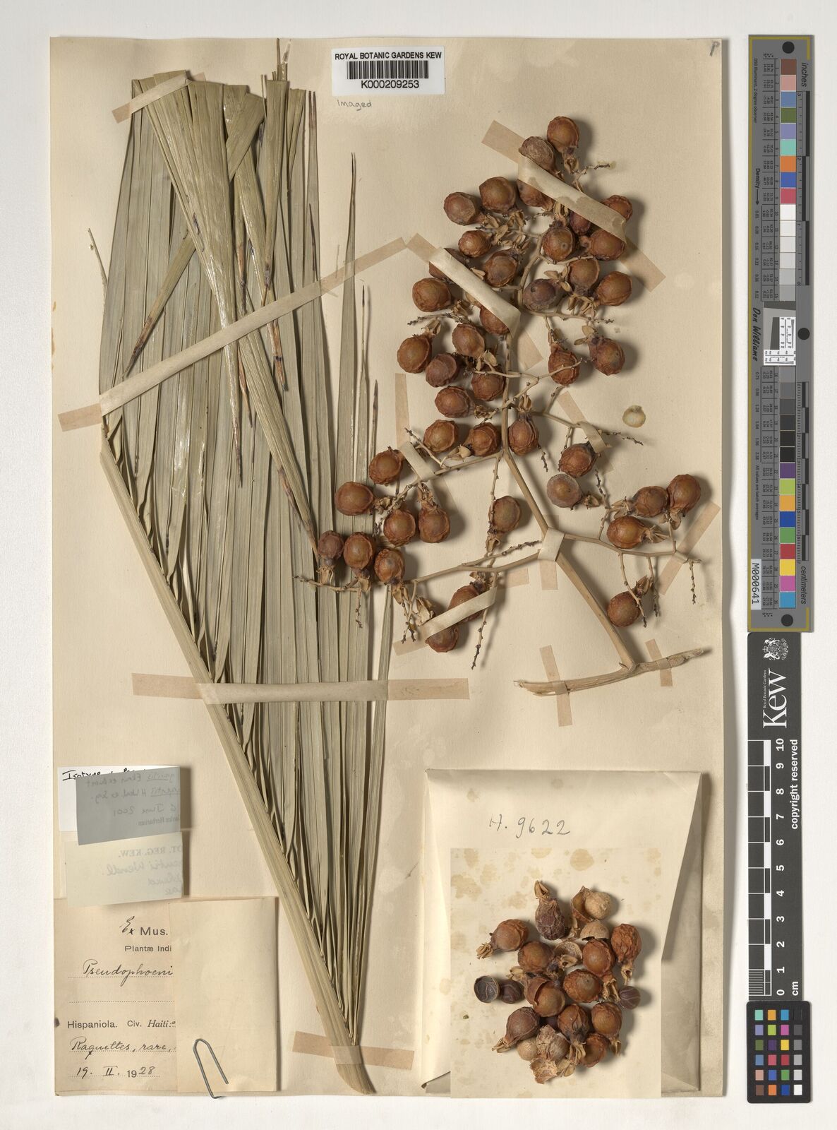 Kew Gardens K000209253:  Ekman, E.L. [H9622]