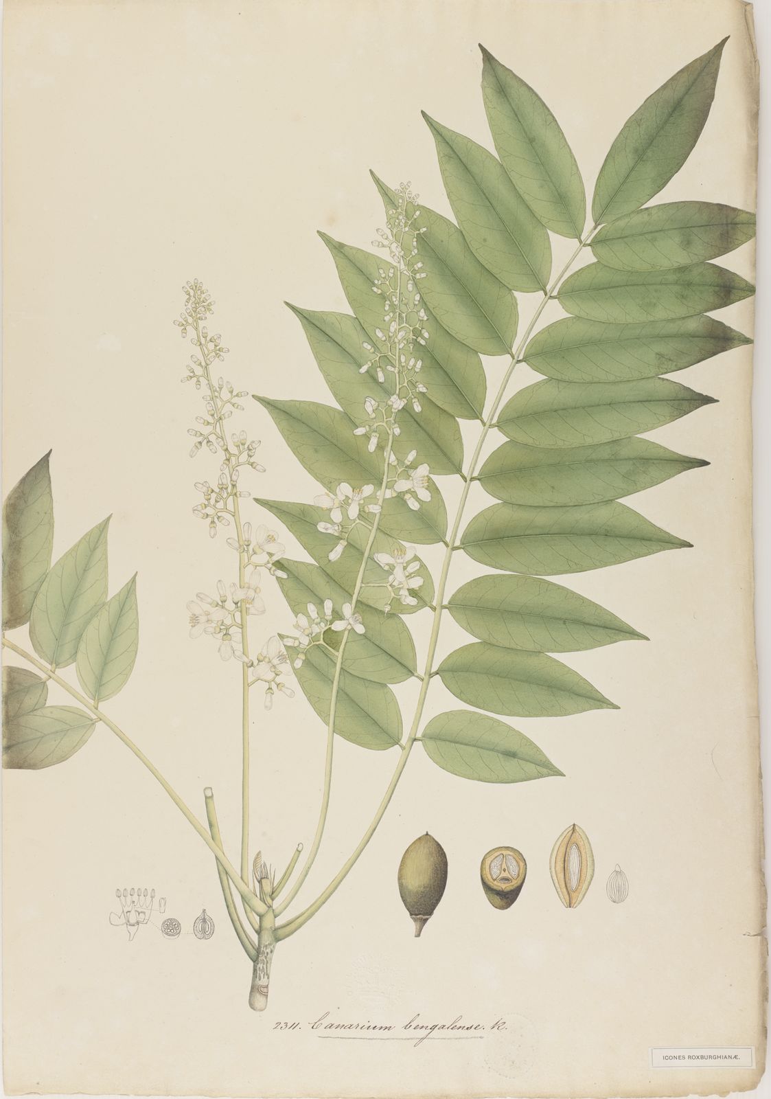 Canarium bengalense Roxb. | Plants of the World Online | Kew Science
