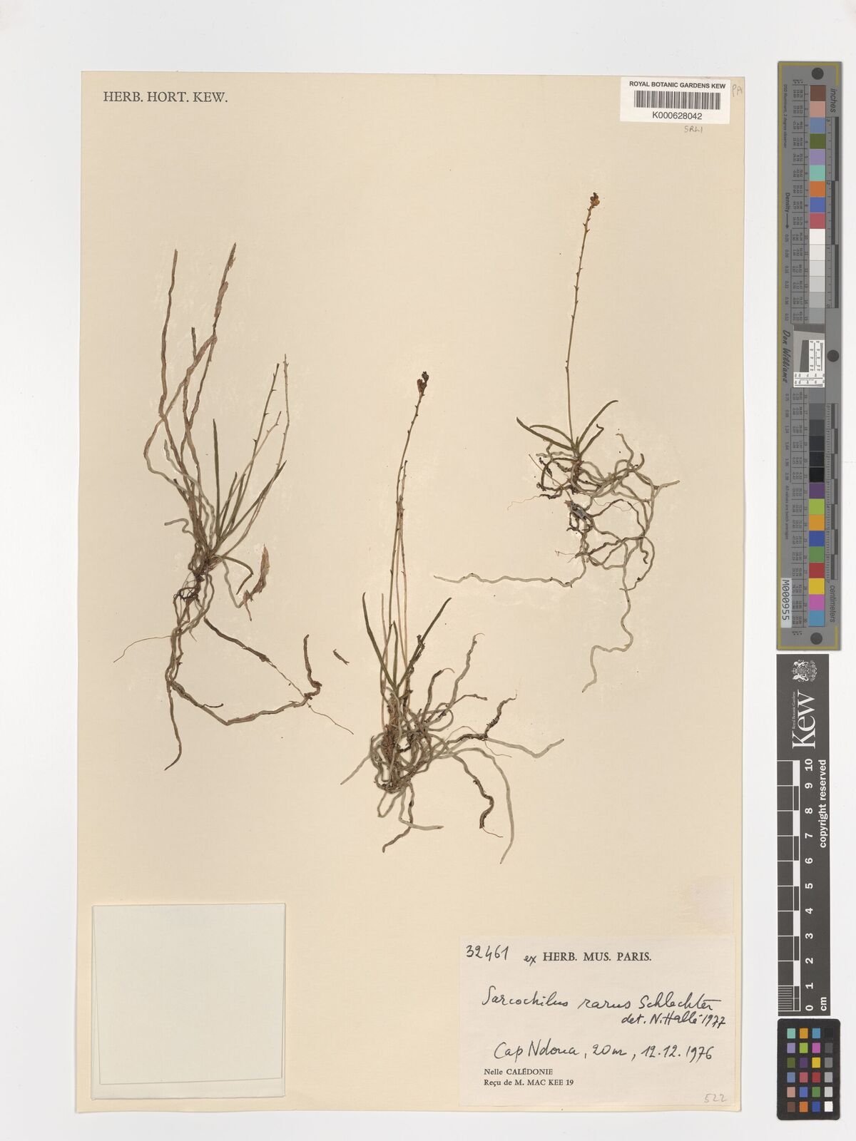Sarcochilus rarus
