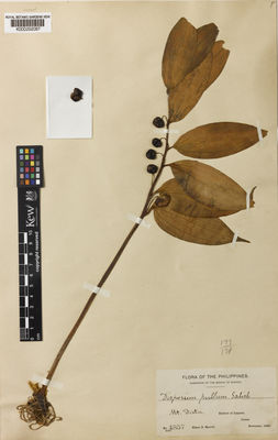 Kew Gardens K000292087:  Merrill, E.D. [4857] Philippines