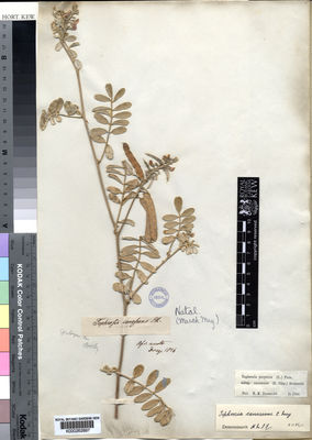 Kew Gardens K000262897:  Drege [s.n.] South Africa