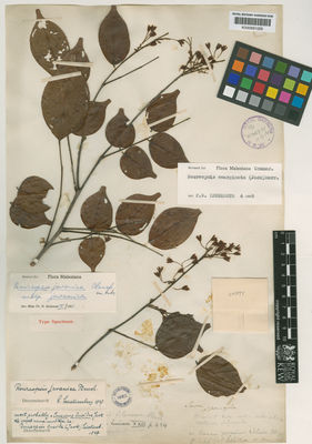 Kew Gardens K000691026:  s.coll. [s.n.]