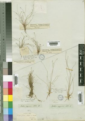 Kew Gardens K000416577:  Drege [s.n.] South Africa