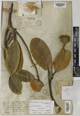 Kew Gardens K000882114:  Sinclair, A. [s.n.] New Zealand