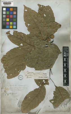 Kew Gardens K000381912:  Purdie [s.n.] Trinidad and Tobago