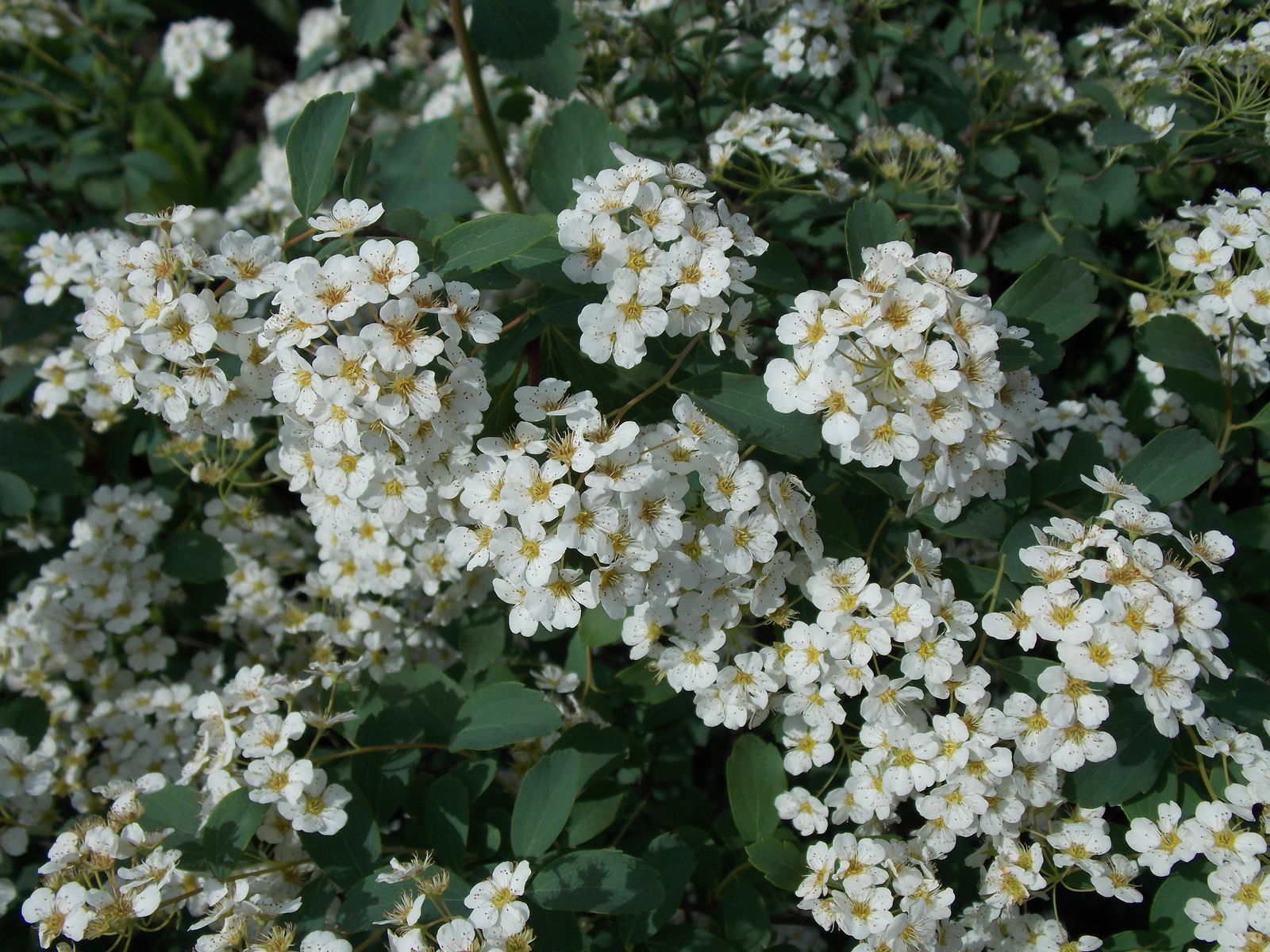 Spiraea × vanhouttei (Briot) Carrière | Plants of the World Online ...